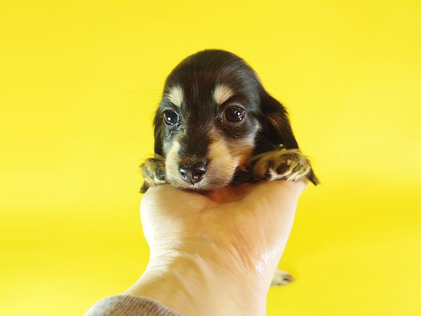 ダックスフンド カニンヘン 楓 & オスカルの子犬 ブラッククリーム 女の子①