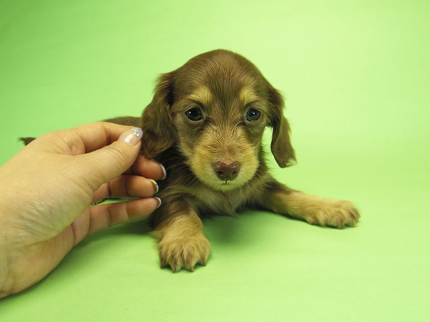 ダックスフンド カニンヘン アン.hb & PRINCIPAL HEROの子犬 チョコクリーム 女の子_IGP1474 ダックスフンド カニンヘン アン.hb & PRINCIPAL HEROの子犬 チョコクリーム 女の子