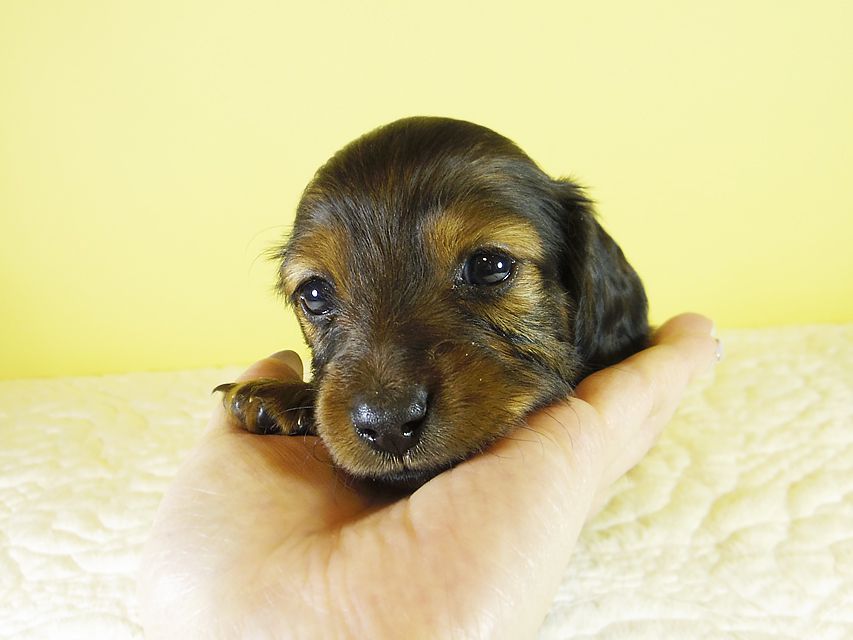 ダックスフンド カニンヘン 亜俐 & ソラの子犬 レッド 女の子①