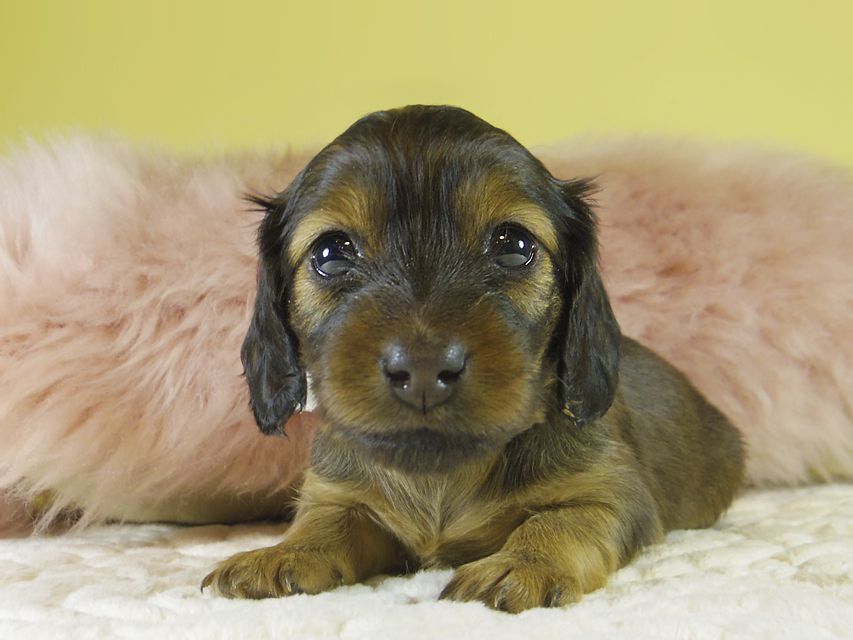 ダックスフンド カニンヘン 亜俐 & ソラの子犬 レッド 女の子②_IGP1627 ダックスフンド カニンヘン 亜俐 & ソラの子犬 レッド 女の子②
