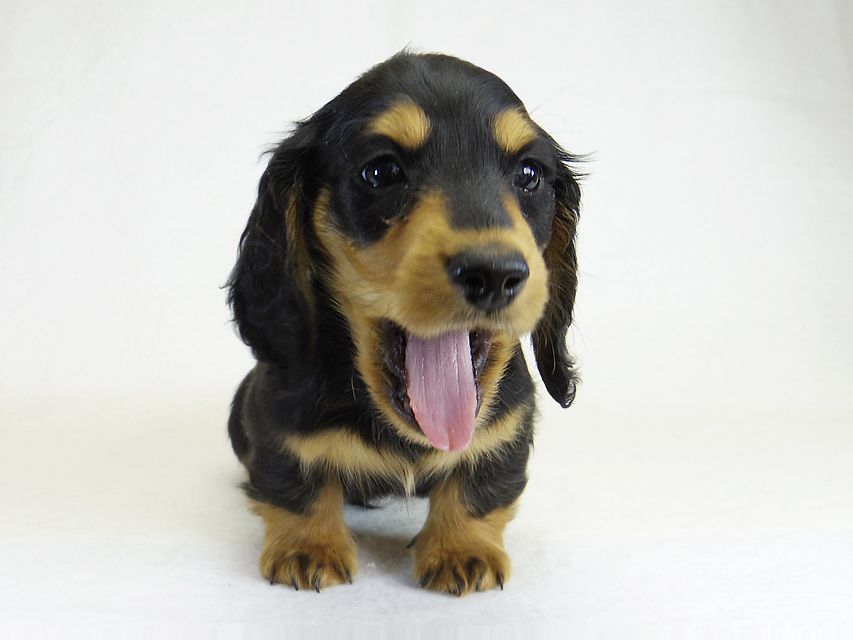 ダックスフンド アンジー & EYE JUST DRAGONの子犬 ミニチュアダックス ブラックタン 男の子①_IGP1652 ダックスフンド アンジー & EYE JUST DRAGONの子犬 ミニチュアダックス ブラックタン 男の子①