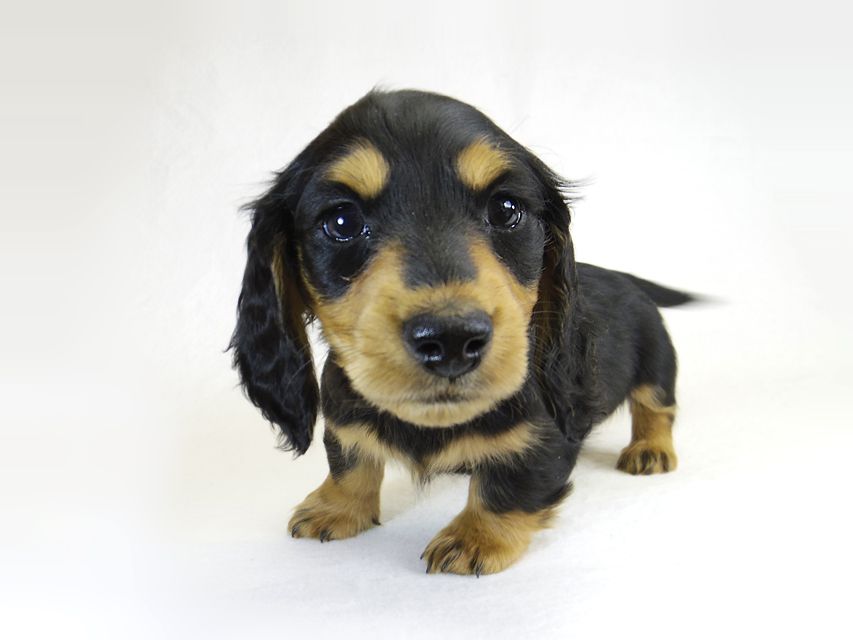 ダックスフンド アンジー & EYE JUST DRAGONの子犬 ミニチュアダックス ブラックタン 男の子①_IGP1653 ダックスフンド アンジー & EYE JUST DRAGONの子犬 ミニチュアダックス ブラックタン 男の子①