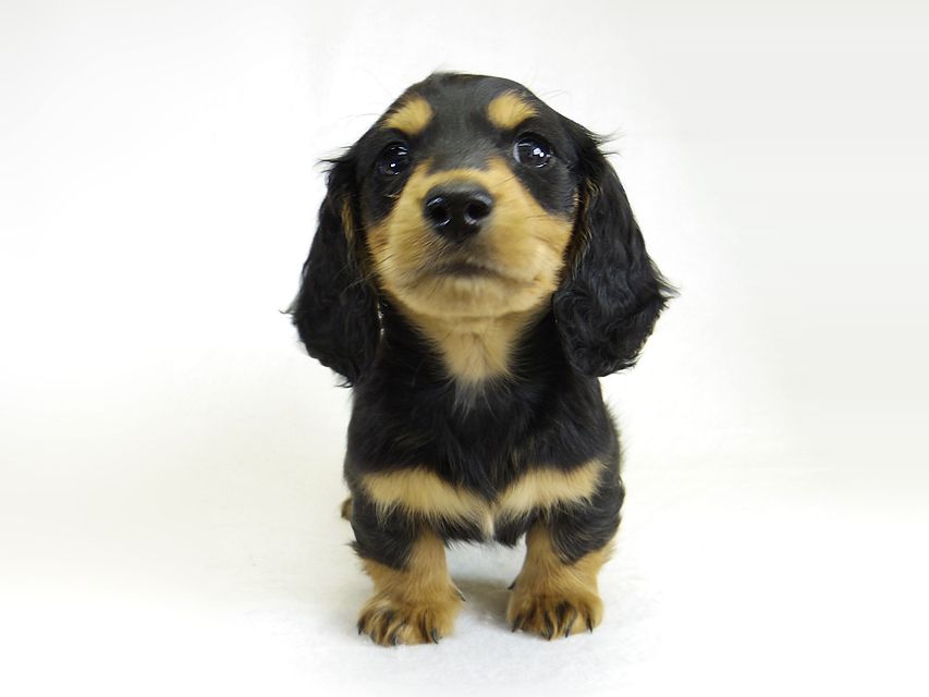 ダックスフンド アンジー & EYE JUST DRAGONの子犬 ミニチュアダックス ブラックタン 男の子①_IGP1657 ダックスフンド アンジー & EYE JUST DRAGONの子犬 ミニチュアダックス ブラックタン 男の子①