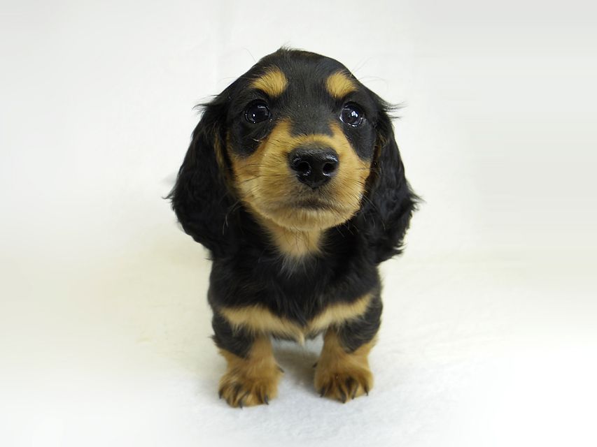 ダックスフンド アンジー & EYE JUST DRAGONの子犬 ミニチュアダックス ブラックタン 男の子①_IGP1659 ダックスフンド アンジー & EYE JUST DRAGONの子犬 ミニチュアダックス ブラックタン 男の子①