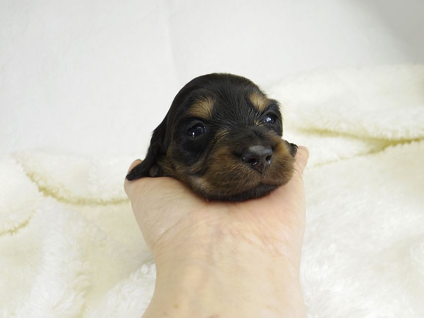 ミニチュアダックス サリーアン & JUST A SUCCESSORの子犬 ブラックタン 男の子_IGP1718 ミニチュアダックス サリーアン & JUST A SUCCESSORの子犬 ブラックタン 男の子