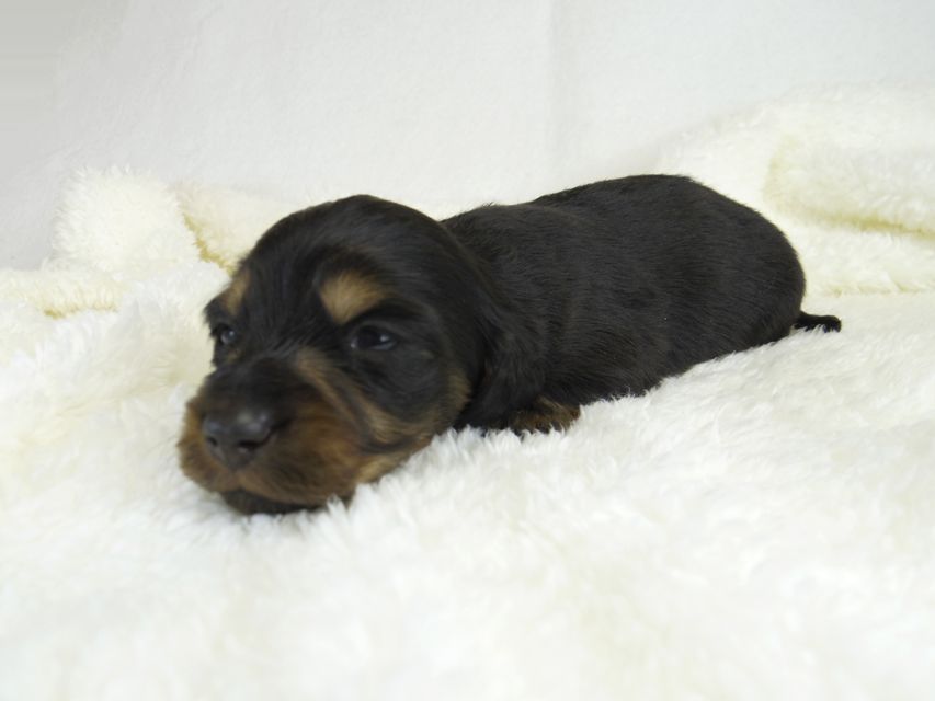 ミニチュアダックス サリーアン & JUST A SUCCESSORの子犬 ブラックタン 男の子_IGP1719 ミニチュアダックス サリーアン & JUST A SUCCESSORの子犬 ブラックタン 男の子