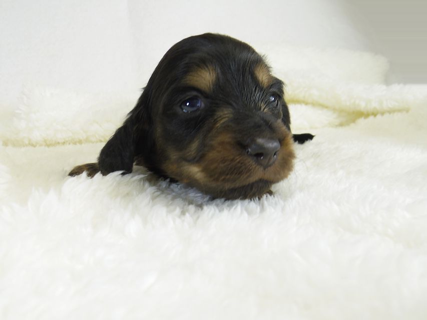 ミニチュアダックス サリーアン & JUST A SUCCESSORの子犬 ブラックタン 男の子_IGP1720 ミニチュアダックス サリーアン & JUST A SUCCESSORの子犬 ブラックタン 男の子