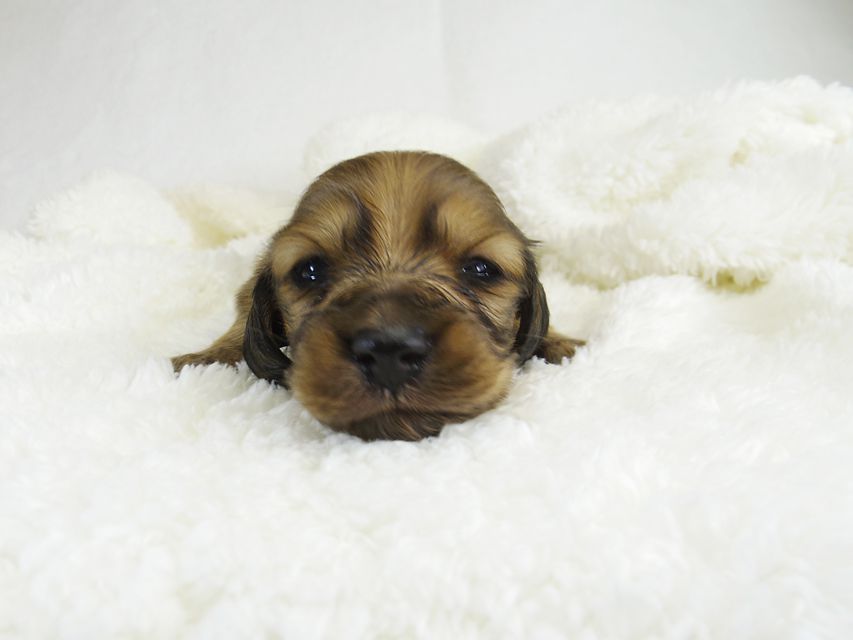 ミニチュアダックス サリーアン & JUST A SUCCESSORの子犬 レッド 女の子①