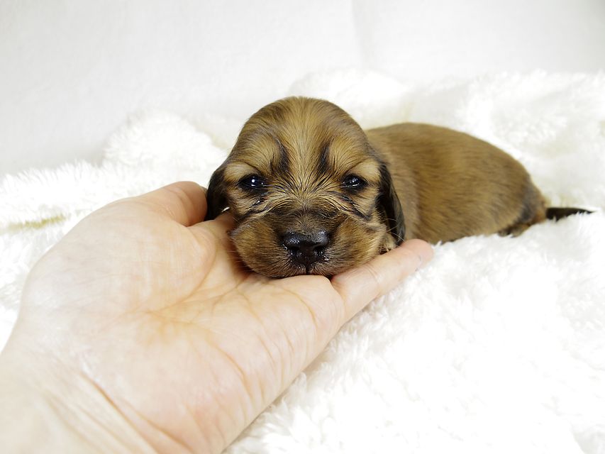 ミニチュアダックス サリーアン & JUST A SUCCESSORの子犬 レッド 女の子①