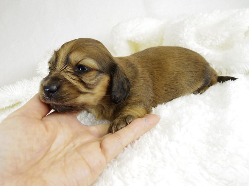 ミニチュアダックス サリーアン & JUST A SUCCESSORの子犬 レッド 女の子①