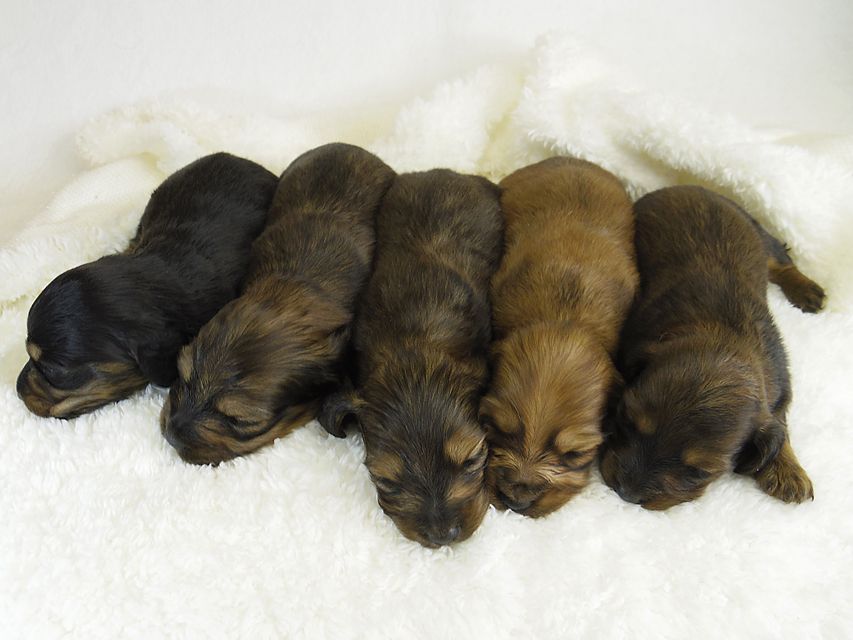 ミニチュアダックス サリーアン & JUST A SUCCESSORの赤ちゃん達