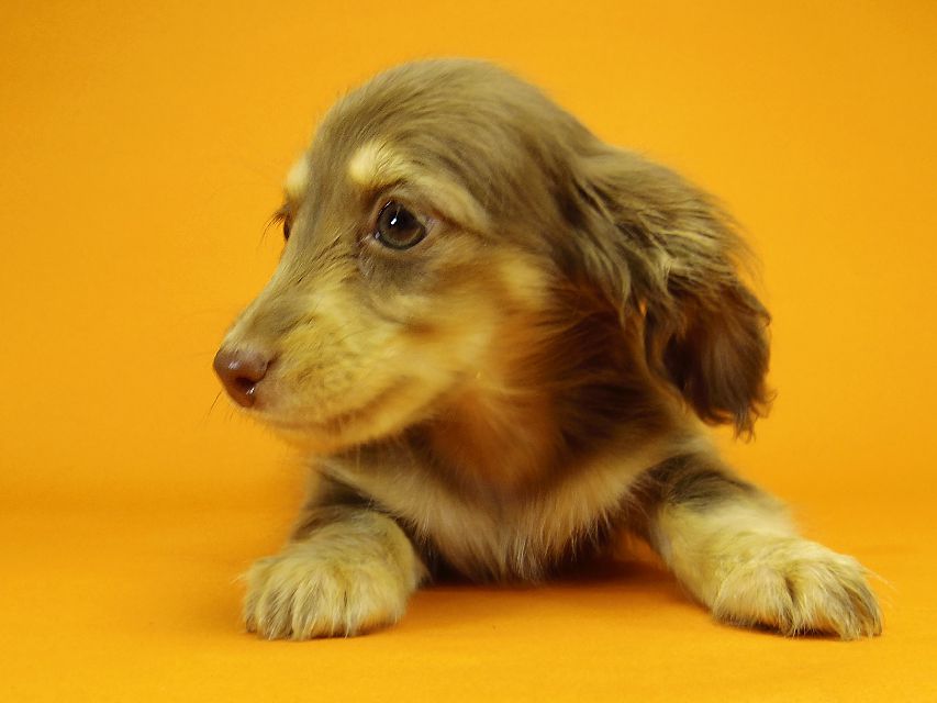 ダックスフンド カニンヘン アン.hb & PRINCIPAL HEROの子犬 チョコクリーム 女の子