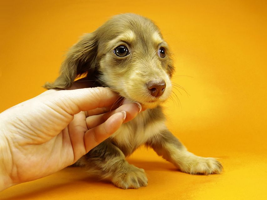 ダックスフンド カニンヘン アン.hb & PRINCIPAL HEROの子犬 チョコクリーム 女の子