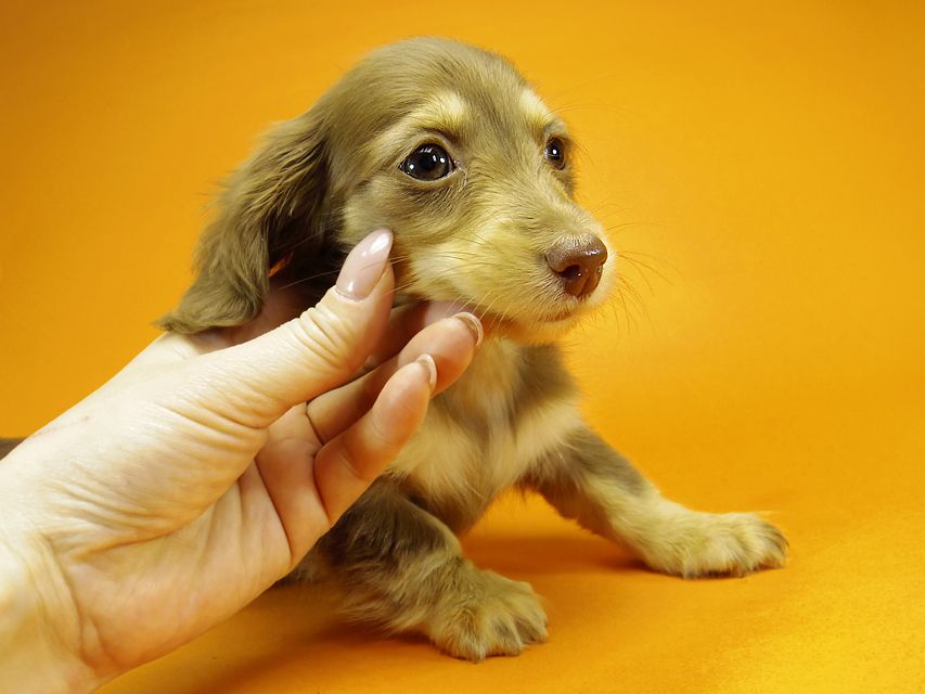 ダックスフンド カニンヘン アン.hb & PRINCIPAL HEROの子犬 チョコクリーム 女の子