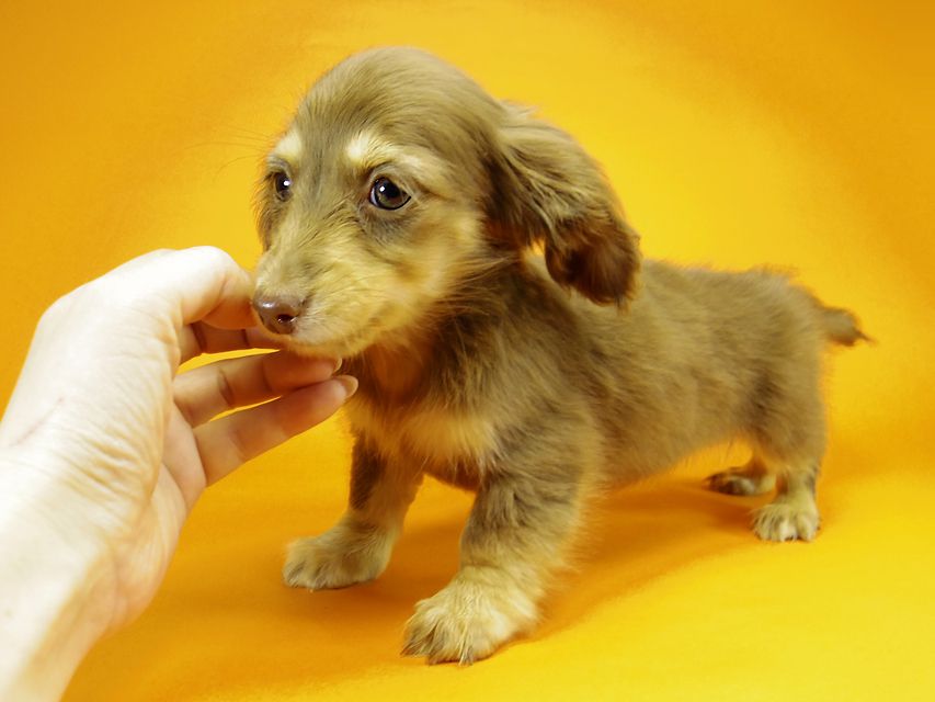 ダックスフンド カニンヘン アン.hb & PRINCIPAL HEROの子犬 チョコクリーム 女の子