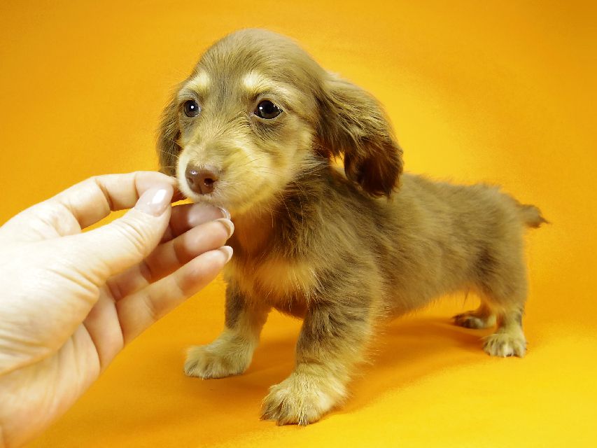 ダックスフンド カニンヘン アン.hb & PRINCIPAL HEROの子犬 チョコクリーム 女の子