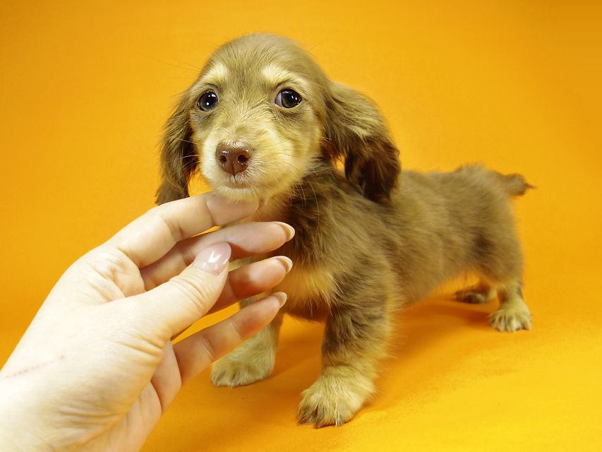 ダックスフンド カニンヘン アン.hb & PRINCIPAL HEROの子犬 チョコクリーム 女の子