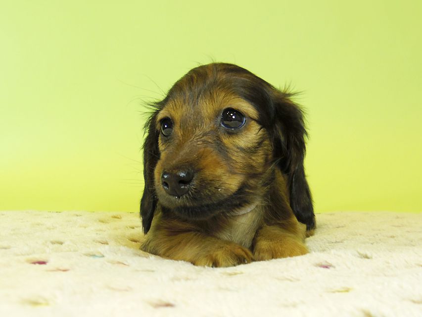 ダックスフンド カニンヘン 亜俐 & ソラの子犬 レッド 女の子②