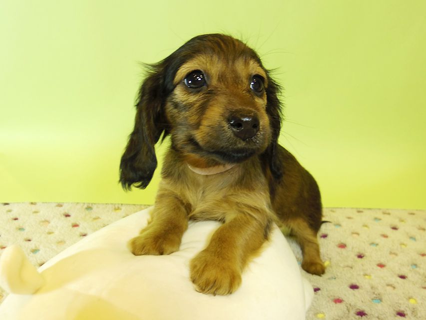 ダックスフンド カニンヘン 亜俐 & ソラの子犬 レッド 女の子②