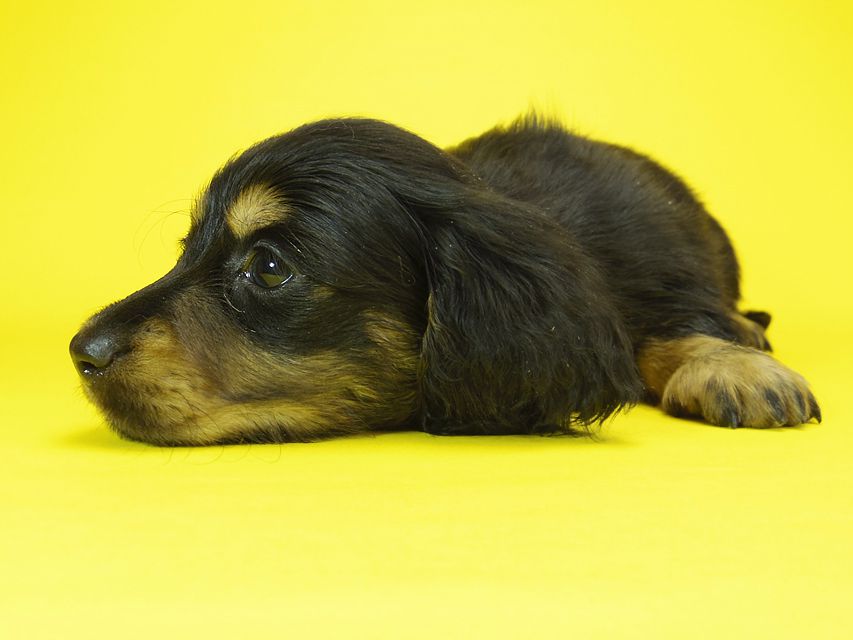 ミニチュアダックス サリーアン & JUST A SUCCESSORの子犬 ブラックタン 男の子