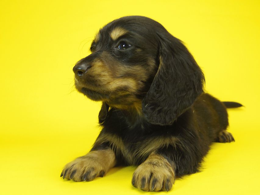 ミニチュアダックス サリーアン & JUST A SUCCESSORの子犬 ブラックタン 男の子