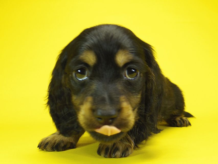 ミニチュアダックス サリーアン & JUST A SUCCESSORの子犬 ブラックタン 男の子