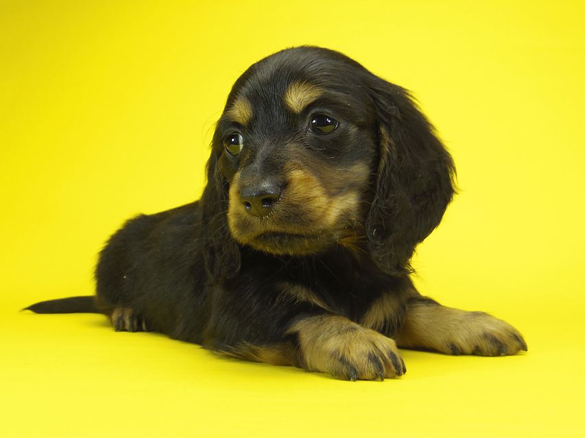 ミニチュアダックス サリーアン & JUST A SUCCESSORの子犬 ブラックタン 男の子