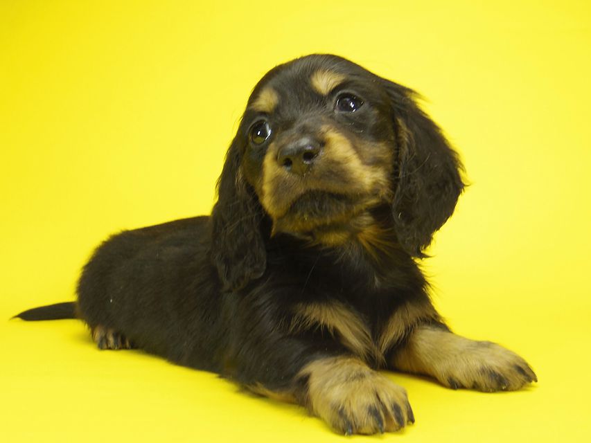 ミニチュアダックス サリーアン & JUST A SUCCESSORの子犬 ブラックタン 男の子