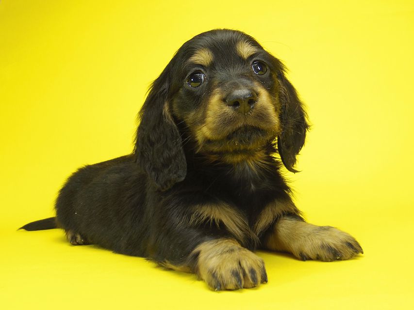 ミニチュアダックス サリーアン & JUST A SUCCESSORの子犬 ブラックタン 男の子