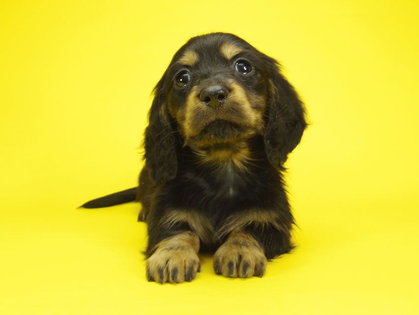 ミニチュアダックス サリーアン & JUST A SUCCESSORの子犬 ブラックタン 男の子