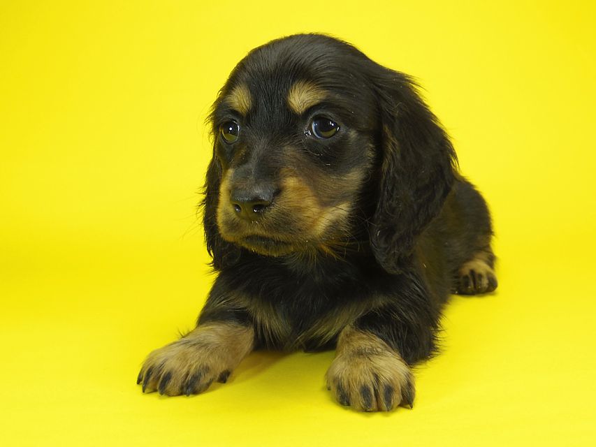 ミニチュアダックス サリーアン & JUST A SUCCESSORの子犬 ブラックタン 男の子