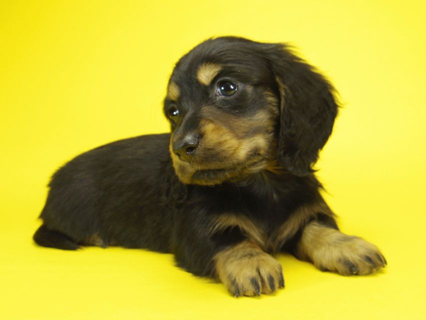 ミニチュアダックス サリーアン & JUST A SUCCESSORの子犬 ブラックタン 男の子