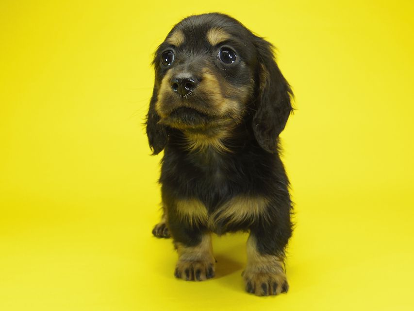 ミニチュアダックス サリーアン & JUST A SUCCESSORの子犬 ブラックタン 男の子