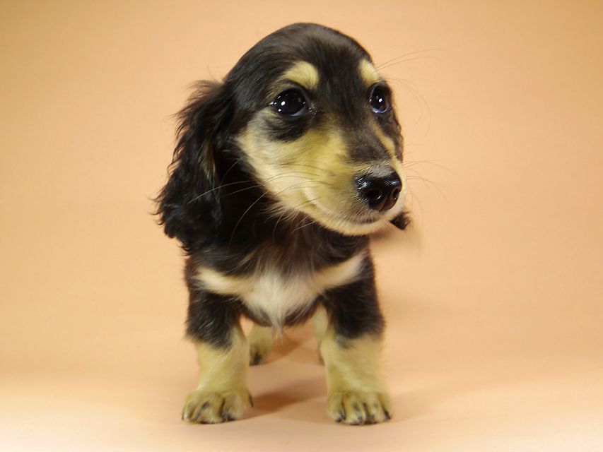 ダックスフンド カニンヘン アン.hb & PRINCIPAL HEROの子犬 ブラッククリーム 男の子