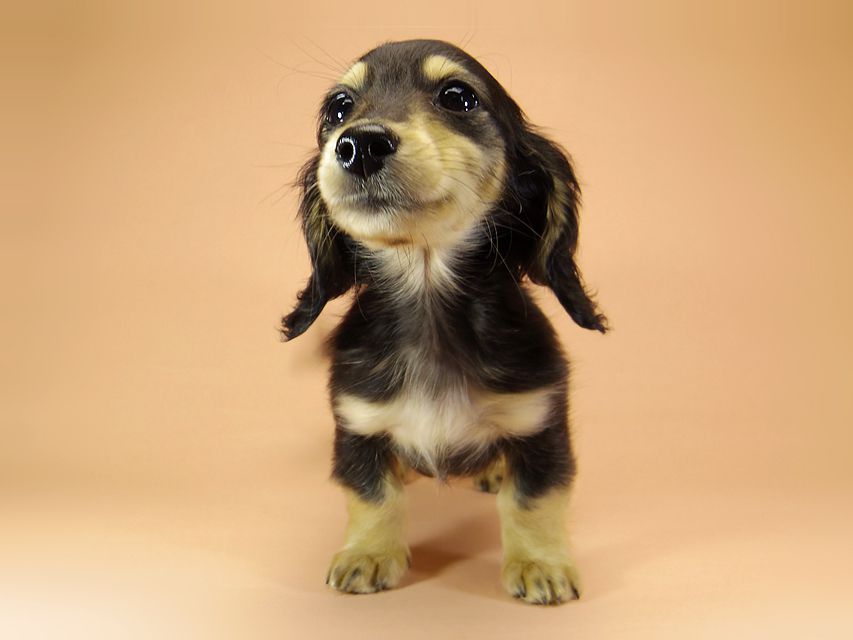 ダックスフンド カニンヘン アン.hb & PRINCIPAL HEROの子犬 ブラッククリーム 男の子