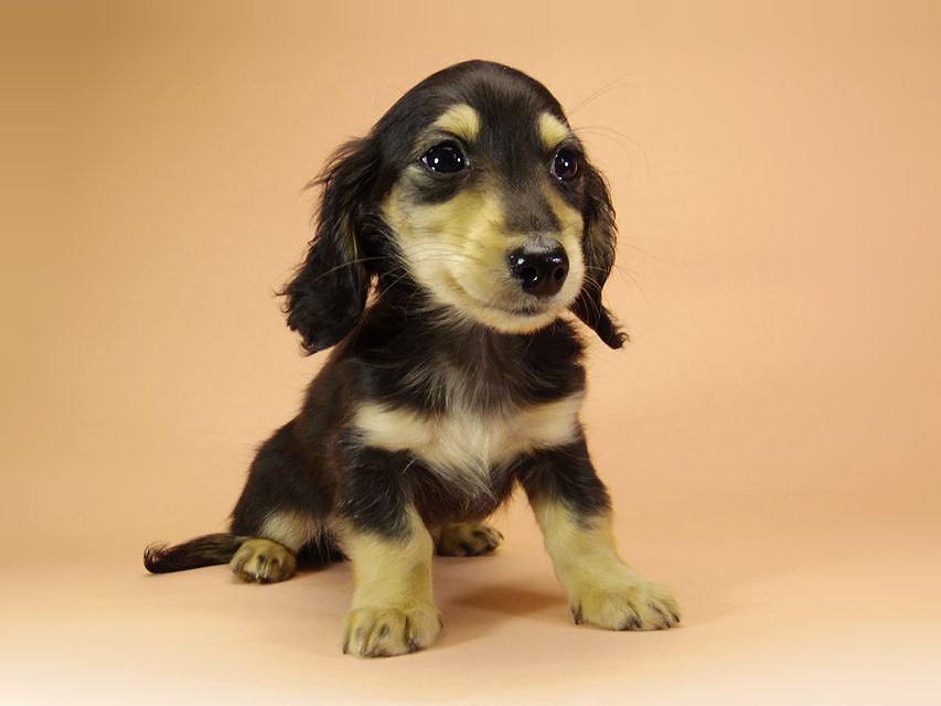 ダックスフンド カニンヘン アン.hb & PRINCIPAL HEROの子犬 ブラッククリーム 男の子