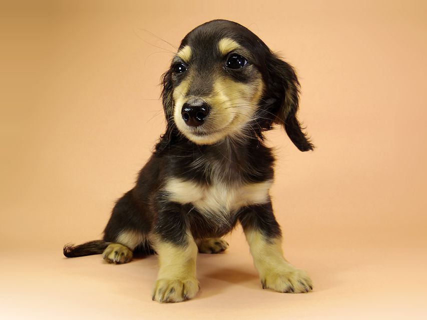 ダックスフンド カニンヘン アン.hb & PRINCIPAL HEROの子犬 ブラッククリーム 男の子