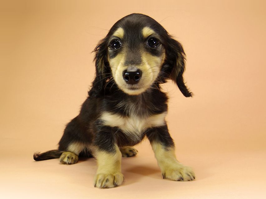 ダックスフンド カニンヘン アン.hb & PRINCIPAL HEROの子犬 ブラッククリーム 男の子