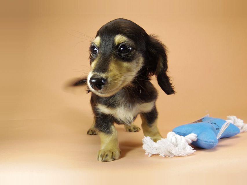 ダックスフンド カニンヘン アン.hb & PRINCIPAL HEROの子犬 ブラッククリーム 男の子