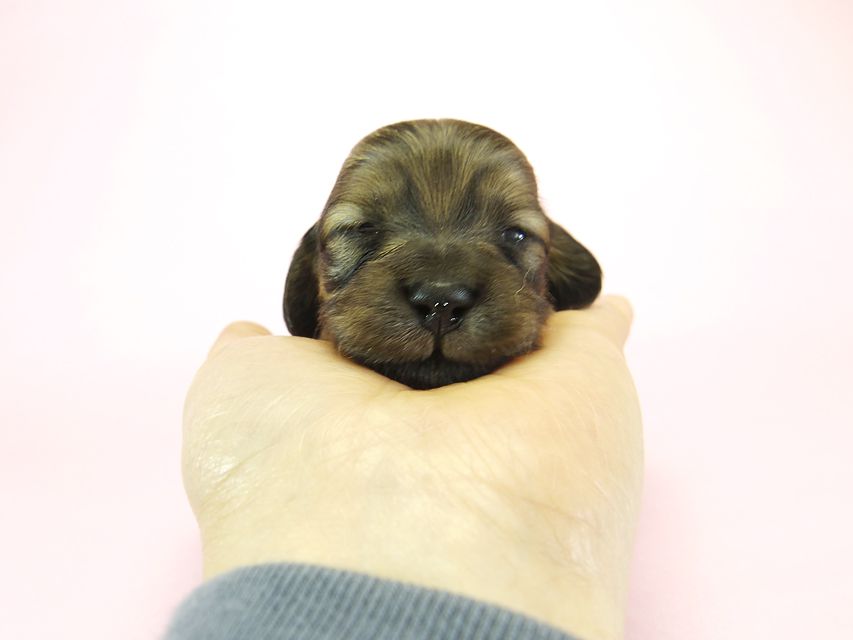 ダックスフンド カニンヘン メロディー & ダルク君の子犬 シェーデットクリーム 女の子①_IGP2224 ダックスフンド カニンヘン メロディー & ダルク君の子犬 シェーデットクリーム 女の子①