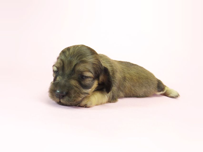 ダックスフンド カニンヘン メロディー & ダルク君の子犬 シェーデットクリーム 女の子①_IGP2225 ダックスフンド カニンヘン メロディー & ダルク君の子犬 シェーデットクリーム 女の子①