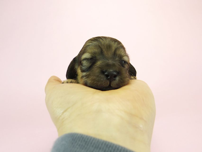 ダックスフンド カニンヘン メロディー & ダルク君の子犬 シェーデットクリーム 女の子①_IGP2227 ダックスフンド カニンヘン メロディー & ダルク君の子犬 シェーデットクリーム 女の子①