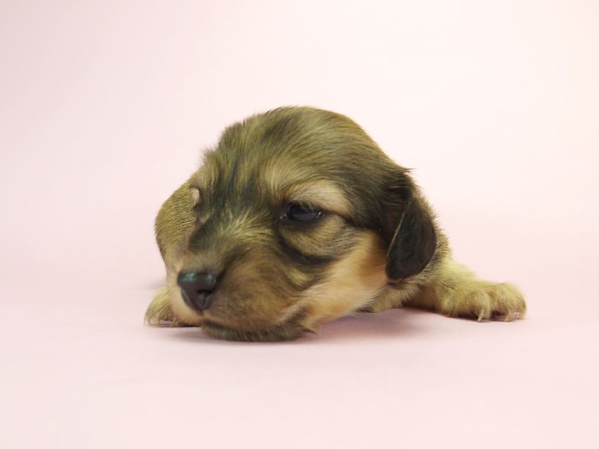 ダックスフンド カニンヘン メロディー & ダルク君の子犬 シェーデットクリーム 女の子④