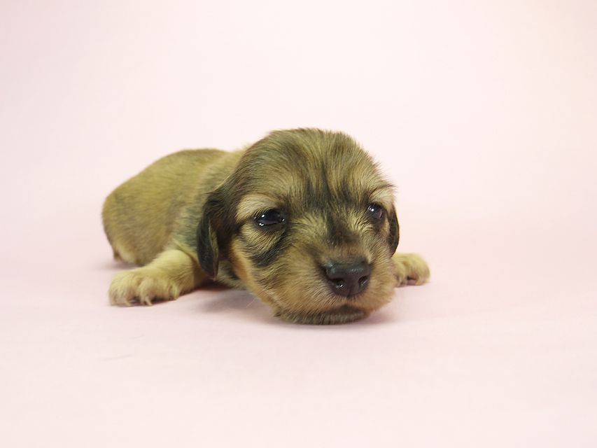 ダックスフンド カニンヘン メロディー & ダルク君の子犬 シェーデットクリーム 女の子④