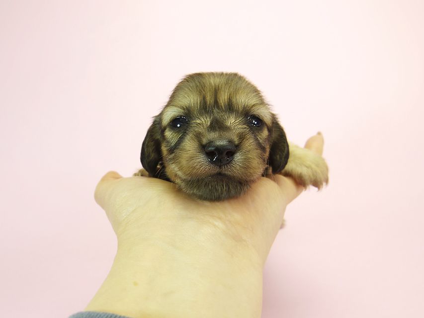 ダックスフンド カニンヘン メロディー & ダルク君の子犬 シェーデットクリーム 女の子④