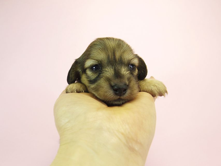 ダックスフンド カニンヘン メロディー & ダルク君の子犬 シェーデットクリーム 女の子④