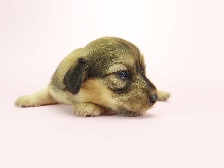 ダックスフンド カニンヘン メロディー & ダルク君の子犬 シェーデットクリーム 女の子④