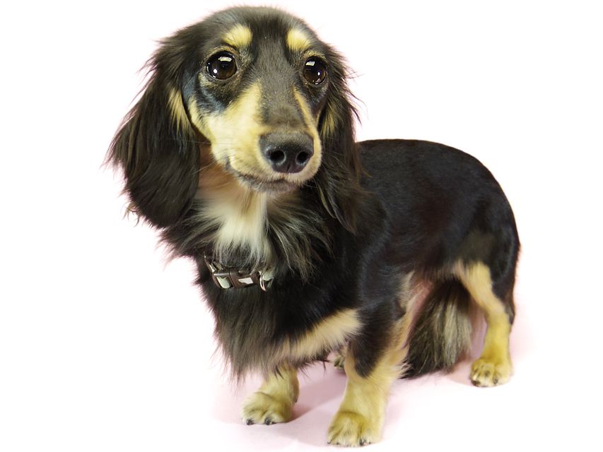 ダックスフンド ビオラ.hb カニンヘン 2.8kg ブラッククリーム JKCチャンピオン武蔵直娘