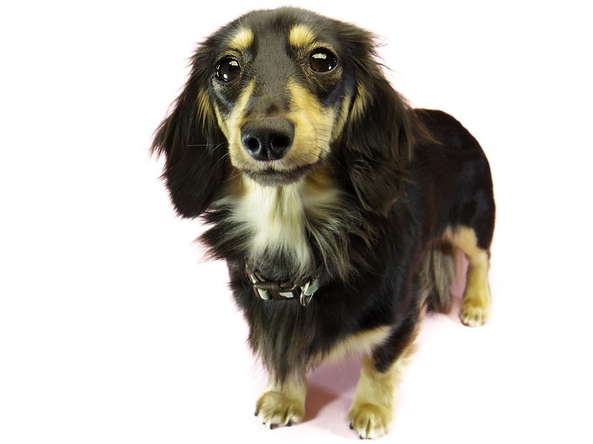 ダックスフンド ビオラ.hb カニンヘン 2.8kg ブラッククリーム JKCチャンピオン武蔵直娘