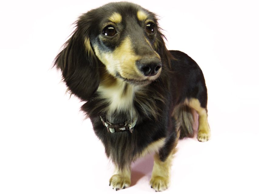 ダックスフンド ビオラ.hb カニンヘン 2.8kg ブラッククリーム JKCチャンピオン武蔵直娘